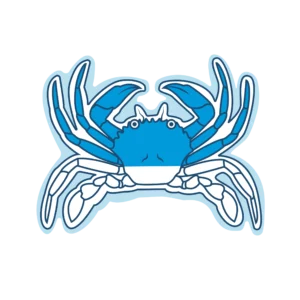 Araignée européenne