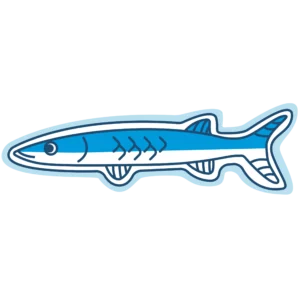 Barracuda