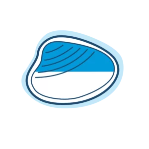 Palourde Croisée d’Europe