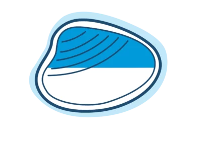 Palourde Croisée d’Europe