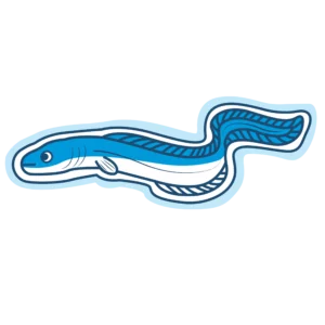 Murene de Méditerranée